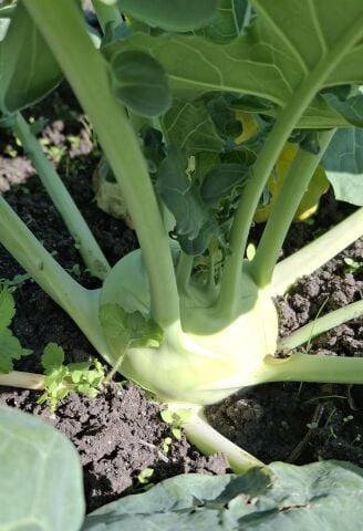 Organik Alabaş (Adet)