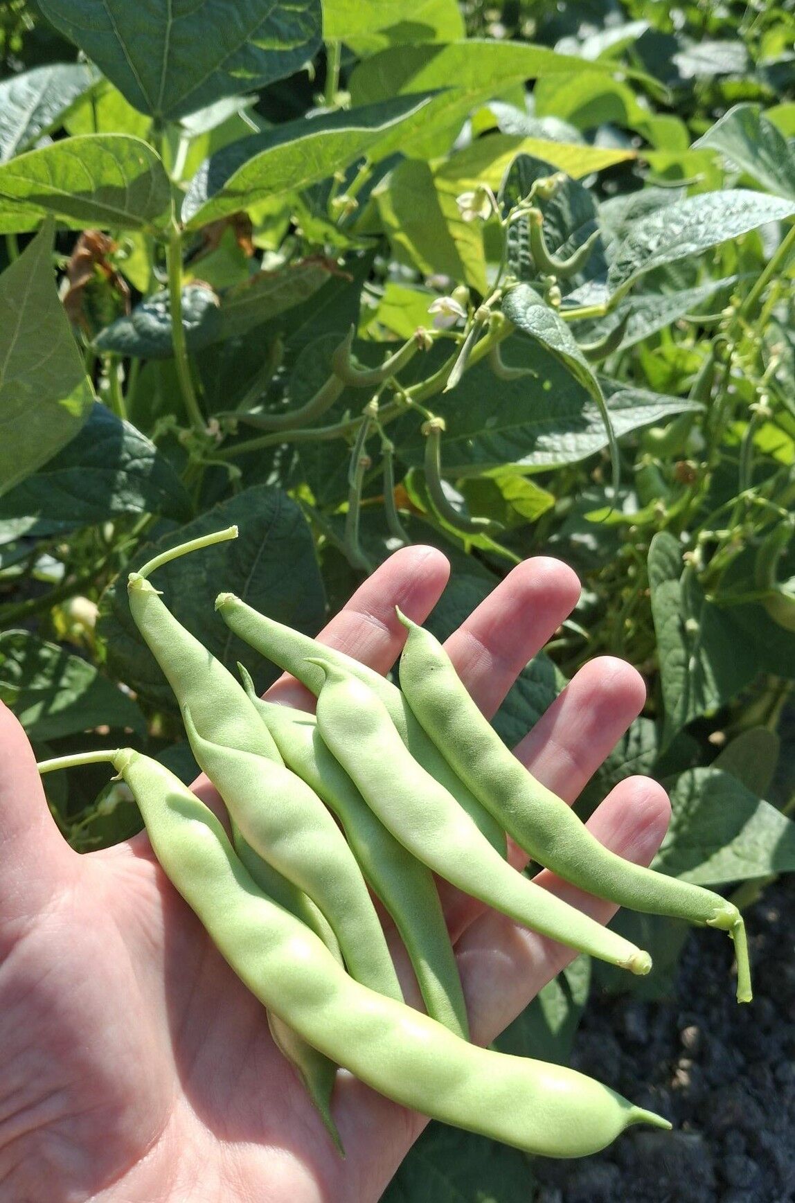 Organik Taze Fasulye (500gr)