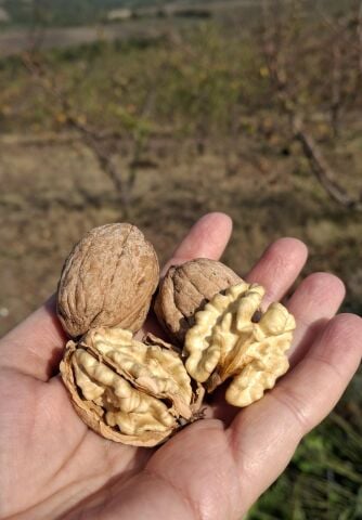 Organik Taze Ceviz - Yaş Ceviz (1 kg)