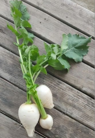 Organik Beyaz Turp (500gr)