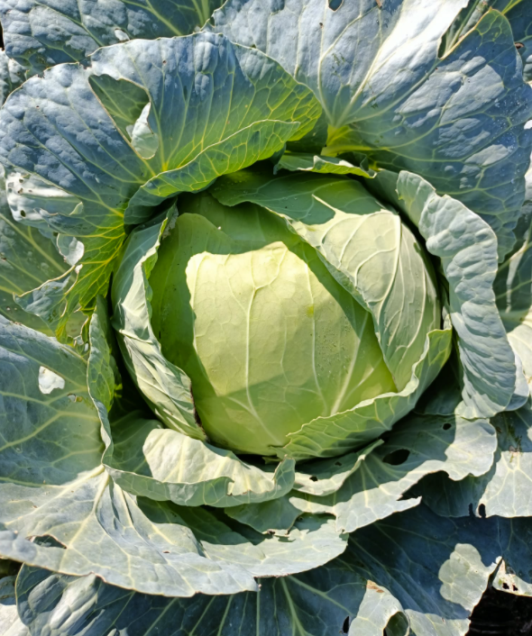 Organik Beyaz Lahana (Adet / Ort. 2,5 Kg)