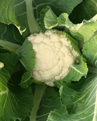 Organik Karnabahar (Ort.1 kg)