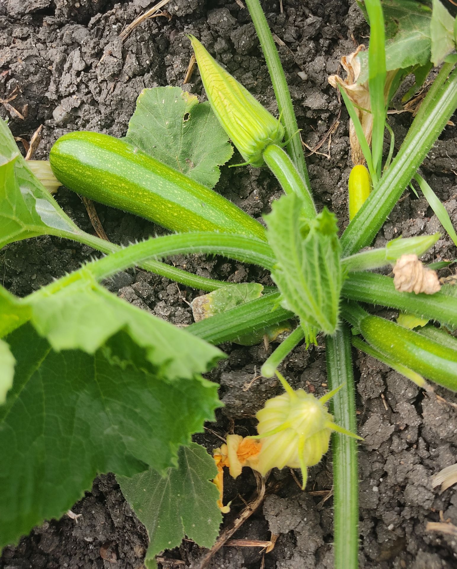 Organik Kabak (500gr)