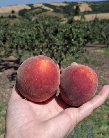 Organik Şeftali (500gr)