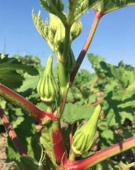 Organik Bamya (400gr)