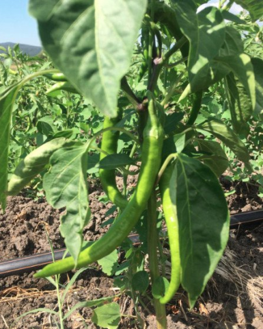 Organik Demre Biber (Tatlı-250gr)