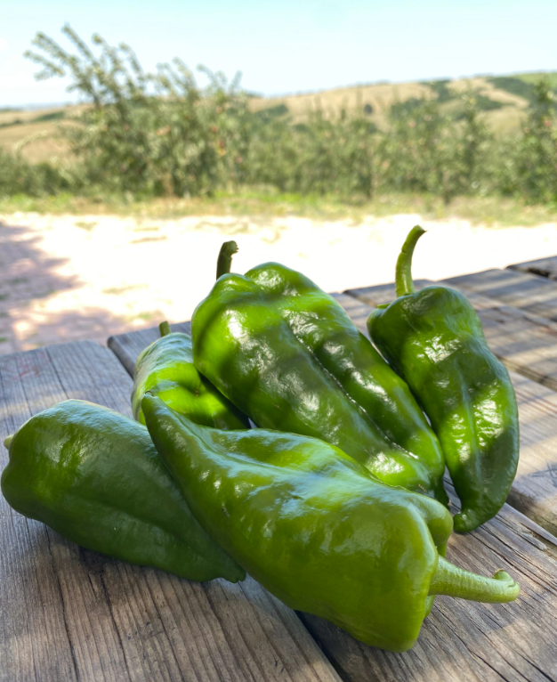 Organik Yeşil Kapya (500gr)