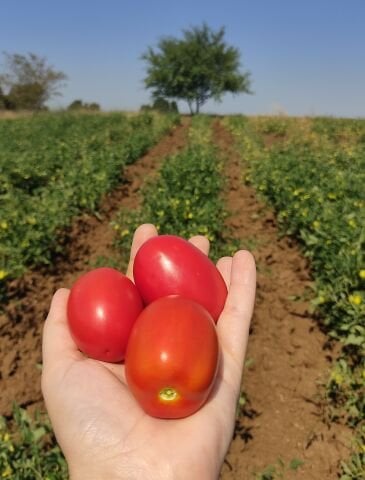 Organik Bursa Domatesi (1kg)