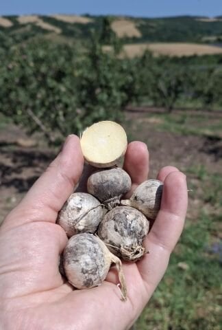 Organik Tek Diş Mürdük Sarımsak (100gr) görseli.