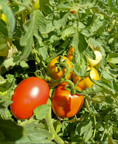 Organik Salçalık Domates (6Kg) görseli.