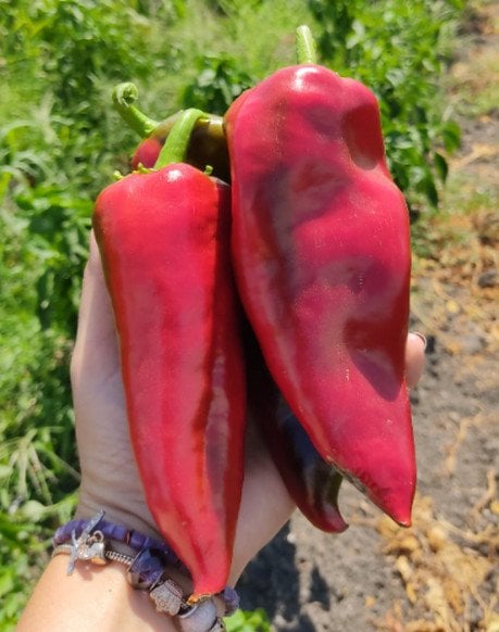 Organik Kırmızı Kapya Biber (500gr)