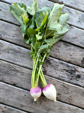 Organik Beyaz Şalgam Turpu (500gr)