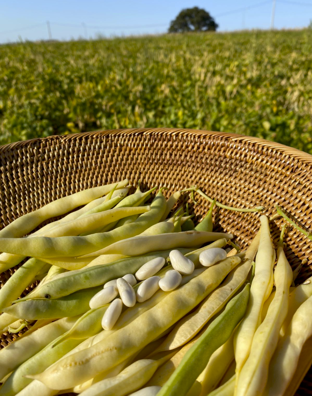 Organik Kabuklu İç Fasulye (1Kg Karaoğlan Fasulye)