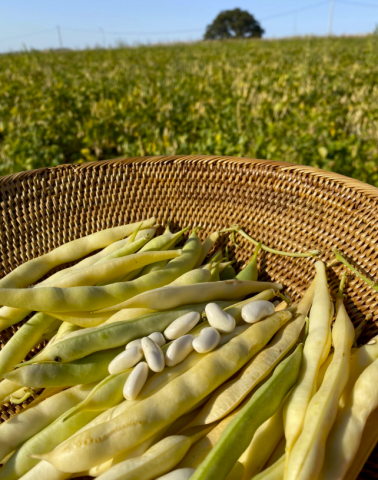 Organik Kabuklu İç Fasulye (1Kg Karaoğlan Fasulye)