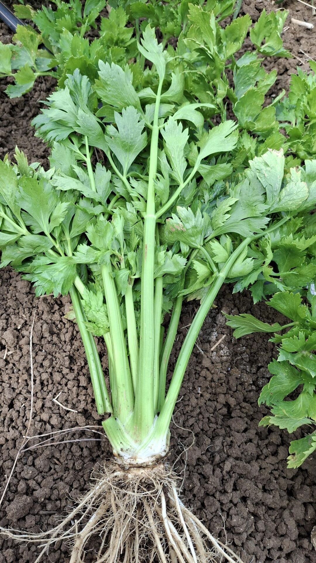 Organik Kereviz Sap (Adet)