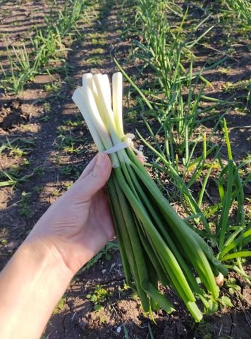 Organik Taze Soğan (Demet)