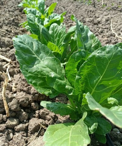 Organik Pazı (Demet)