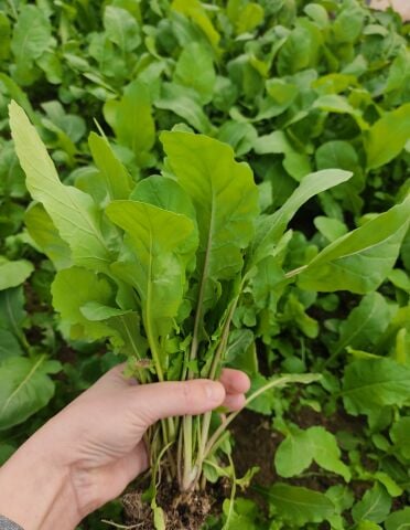 Organik Mini Roka (Demet)