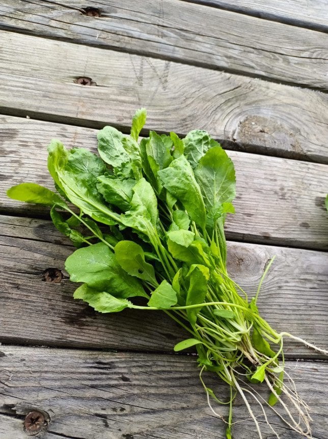 Organik Mini Tere (Demet)