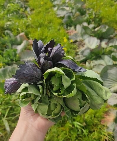 Organik Cibes Otu  (250gr)