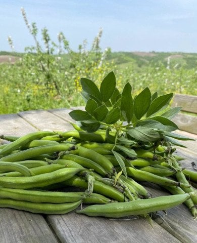 Organik Taze Bakla (500gr)