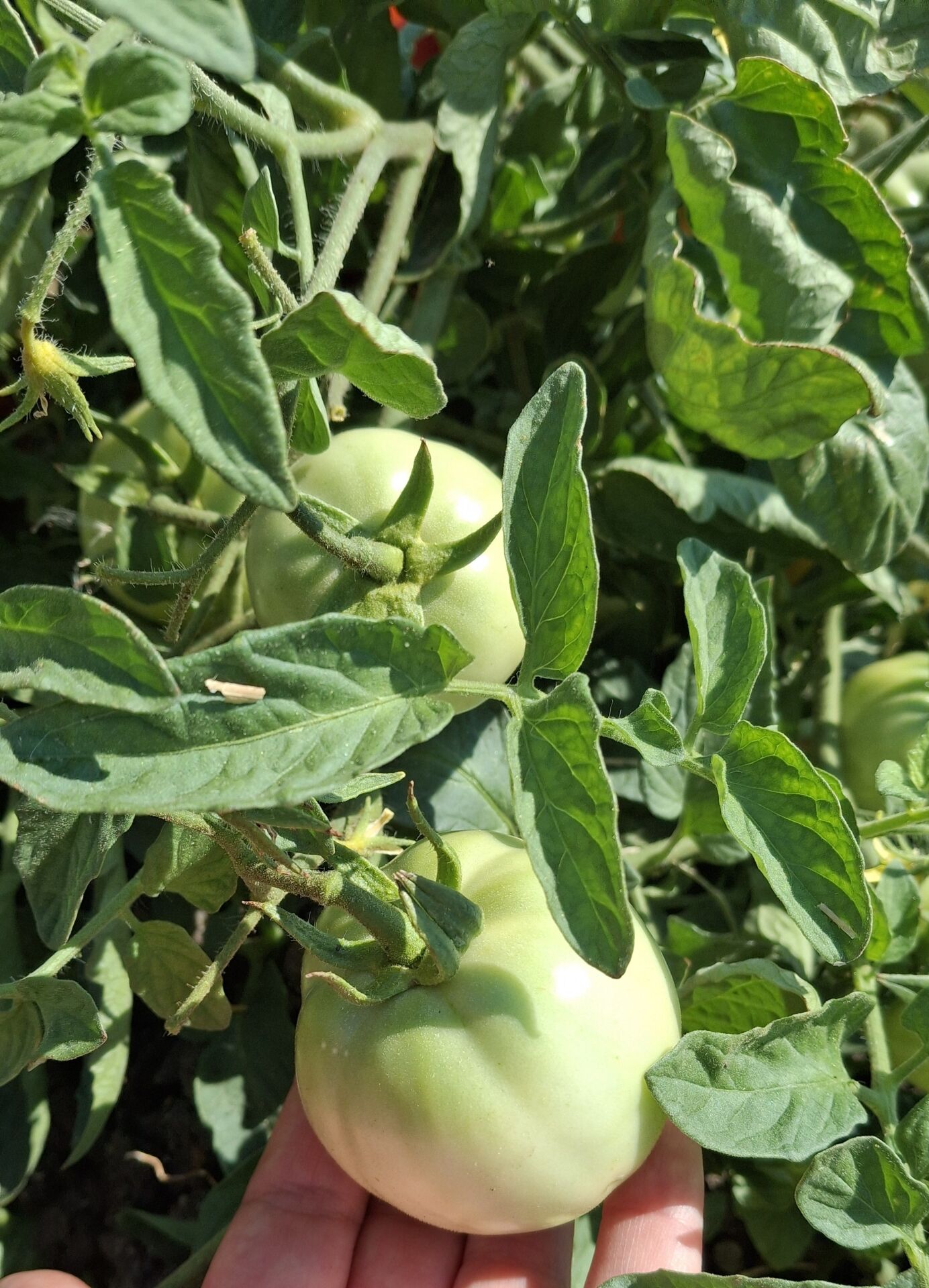 Organik Yeşil Domates (500gr)