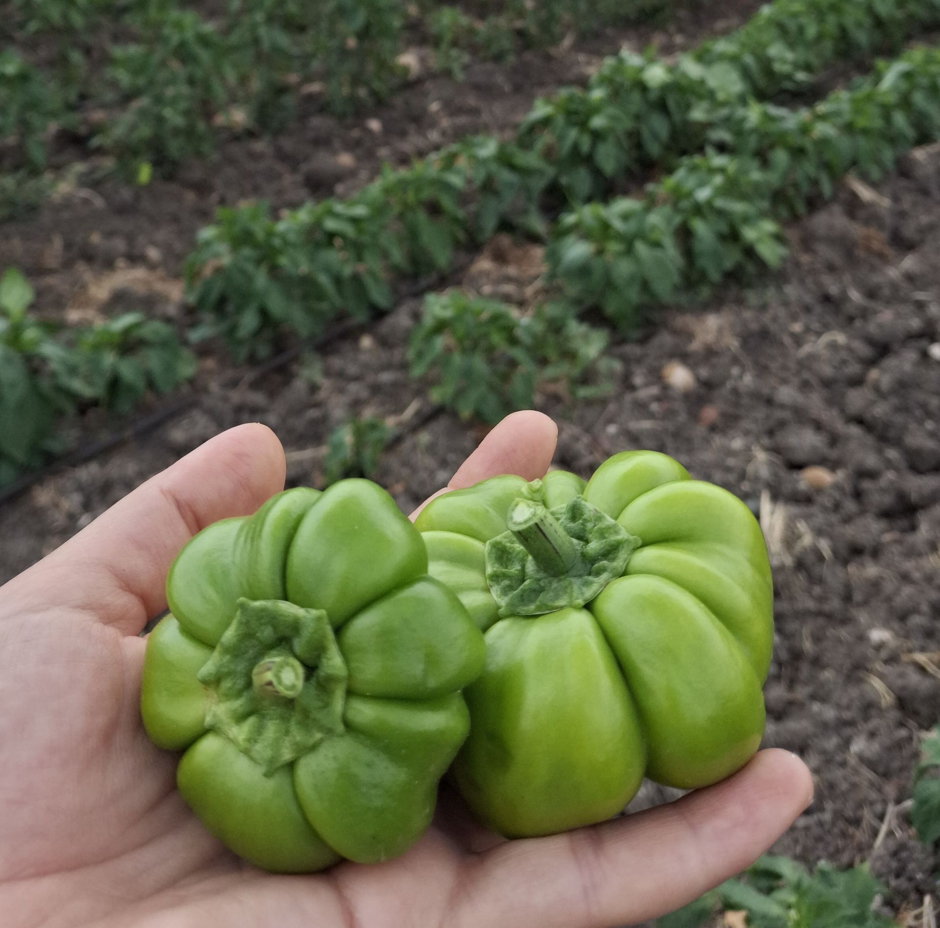 Organik Kamber Biber Yeşil (500gr)