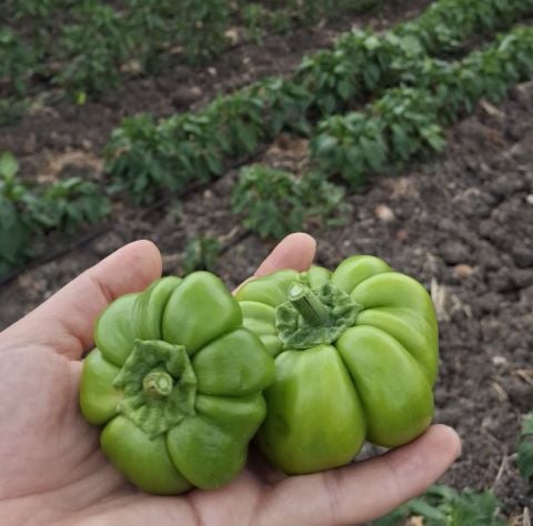 Organik Kamber Biber Yeşil (500gr)