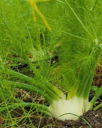 Organik Rezene / Fençel  (Adet)