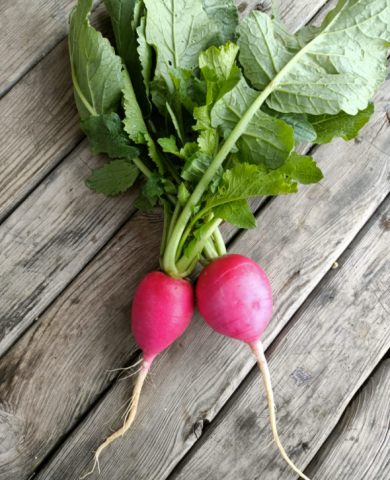 Organik Kırmızı Turp (500gr)