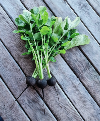 Organik Siyah Turp (300gr)