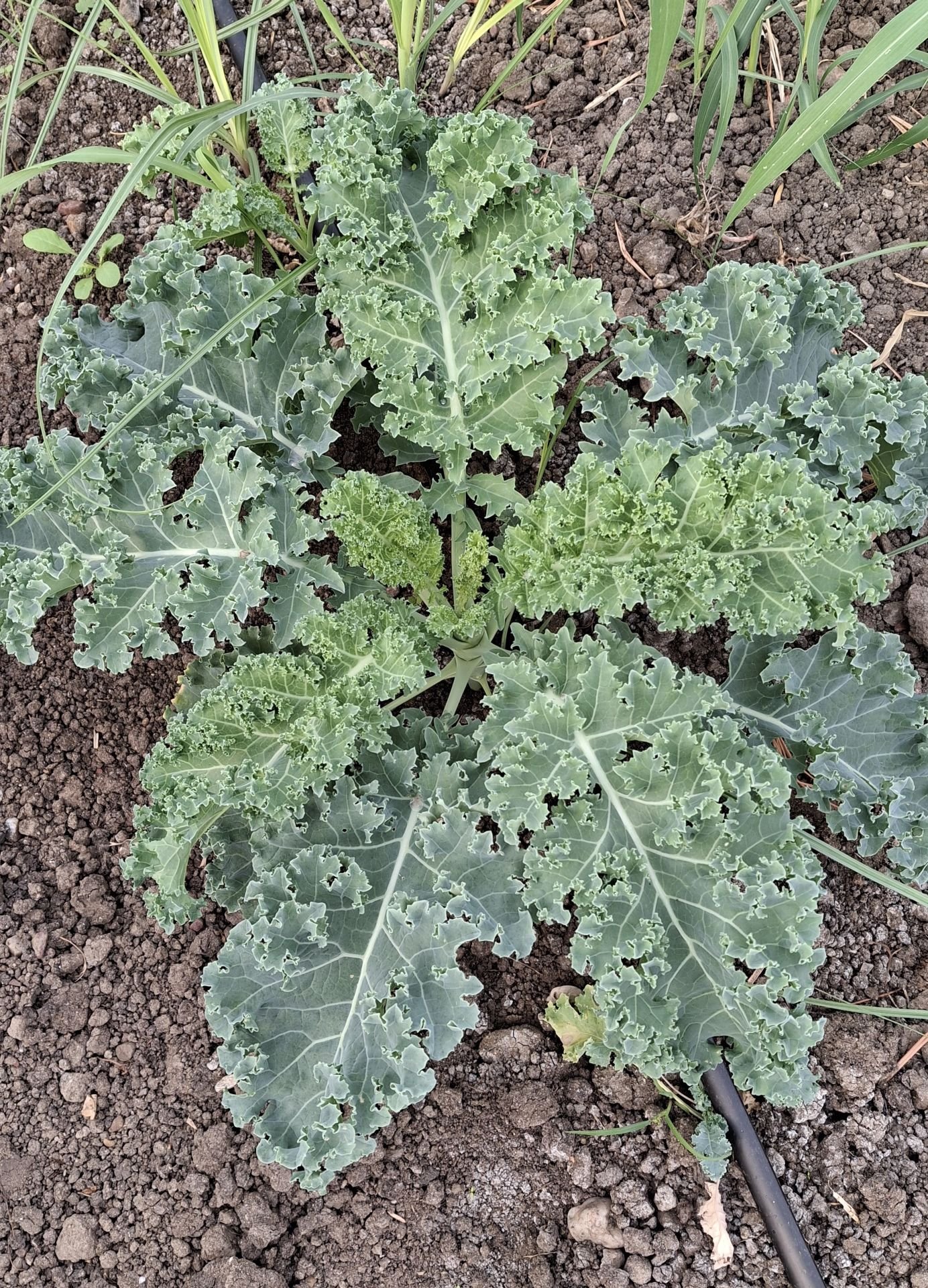 Organik Kale Yaprağı (200gr)