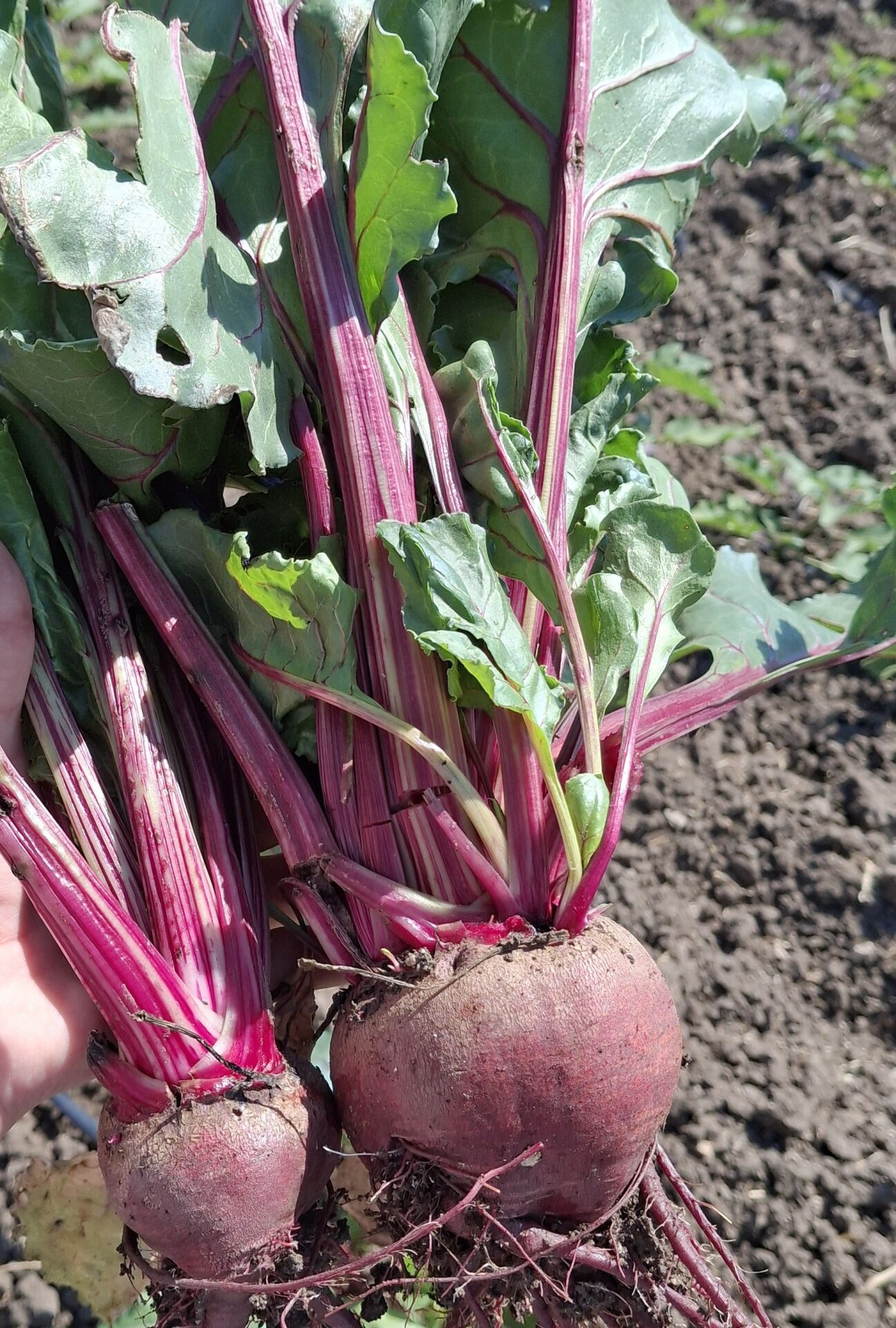 Organik Kırmızı Pancar (500 gr)