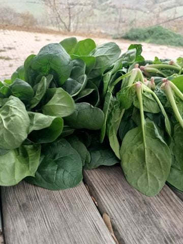 Organik Ispanak (500gr)