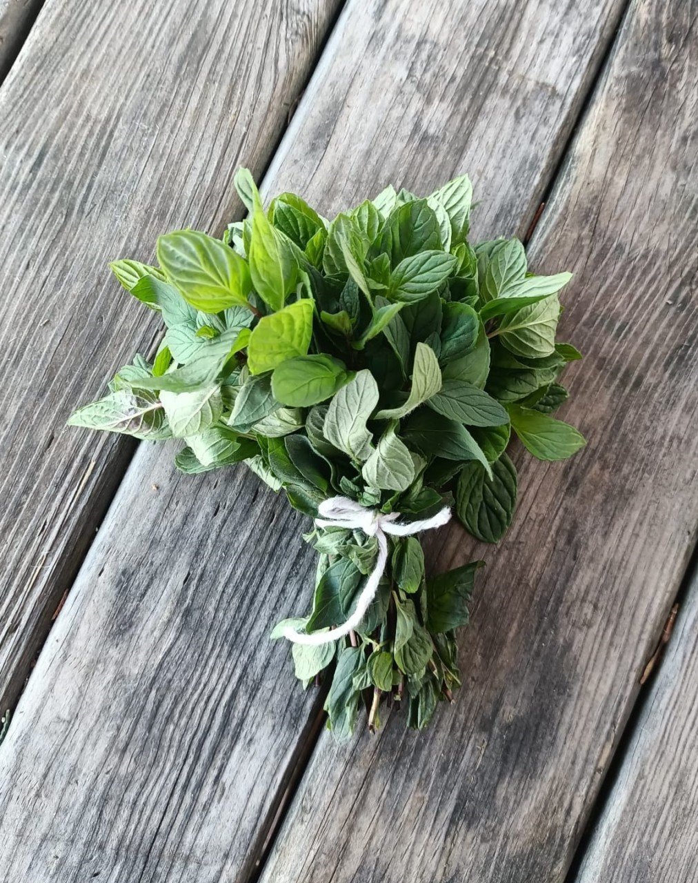 Organik Nane (Demet)