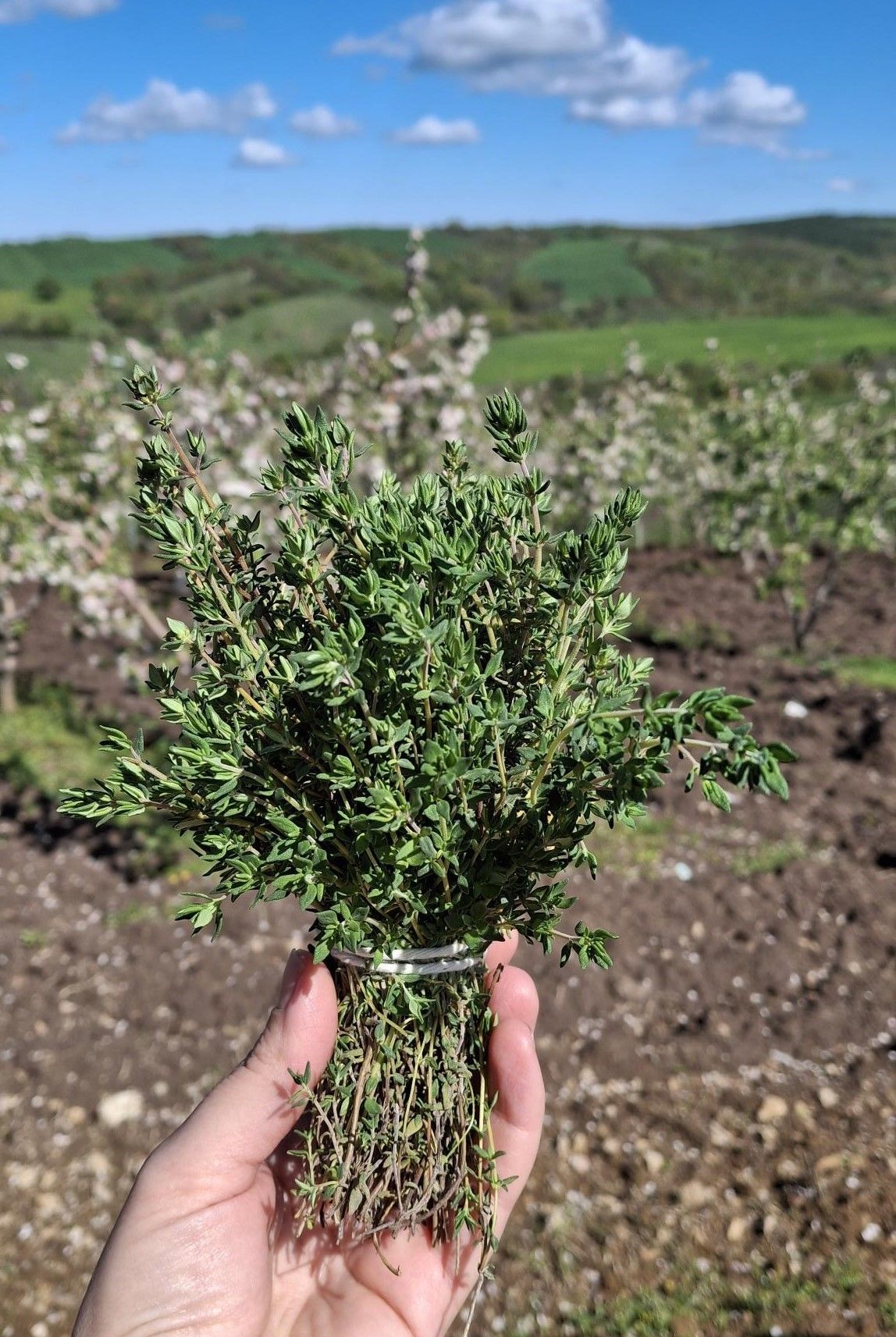 Organik Taze Kekik (Demet)