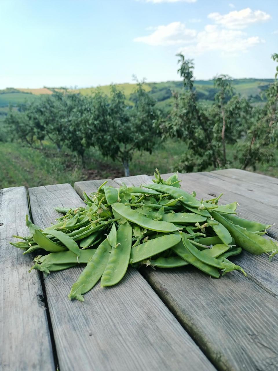 Organik Sultani Bezelye (300gr)