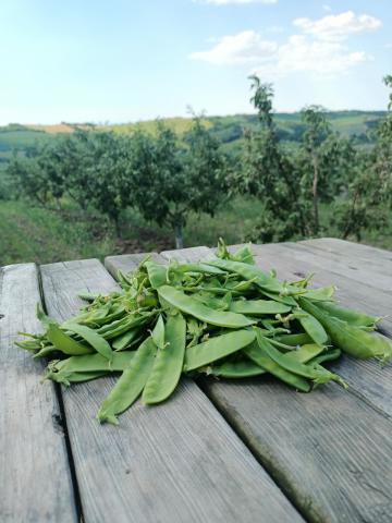 Organik Sultani Bezelye (300gr)