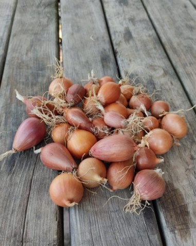 Organik Arpacık Soğanı (700gr) görseli.
