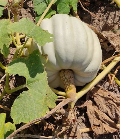 Organik Bal Kabağı Dilimli (750gr)