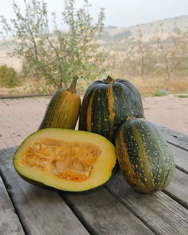 Organik Kara Kabak Yerli (Sütlü Kabak - Ort. 1,5Kg)
