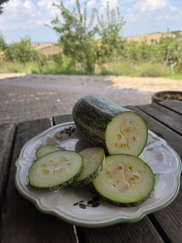 Organik Kara Kabak Yerli (Sütlü Kabak 1 -1,5Kg)