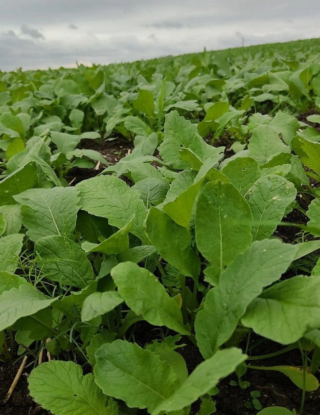 Turp Yaprağı (Demet)