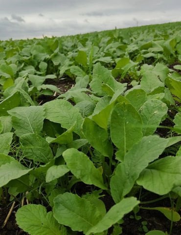 Turp Yaprağı (Demet)