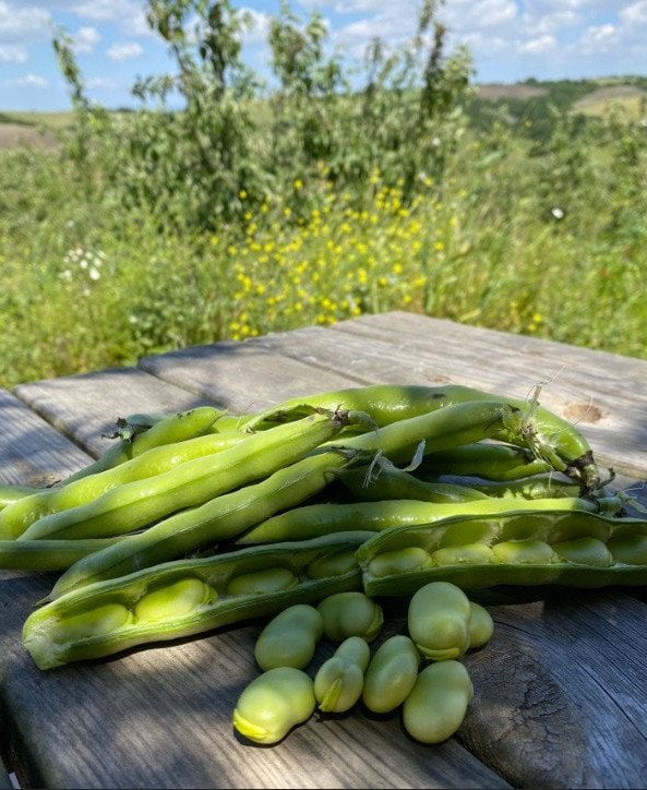 Kabuklu İç Bakla (2,5 Kg)