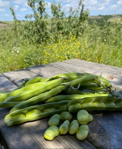 Kabuklu İç Bakla (2 Kg) görseli.