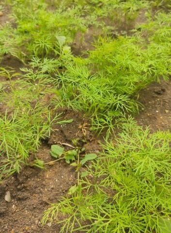 Organik Dereotu  (Demet)