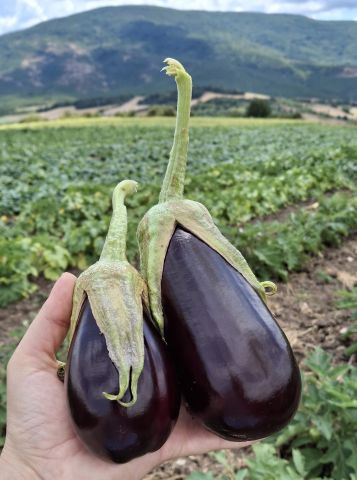 Organik Adana Patlıcanı (500gr) görseli.