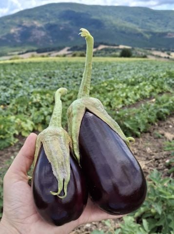 Organik Adana Patlıcanı (500gr)