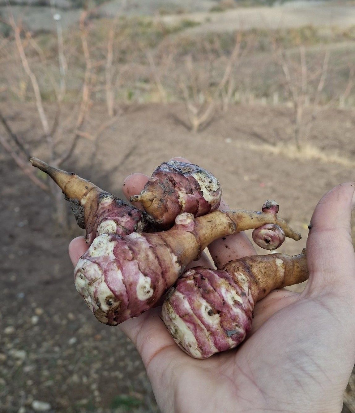 Organik Yer Elması (1Kg)